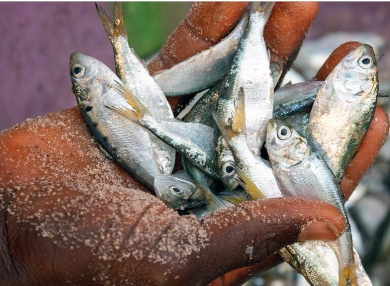 fish vvv