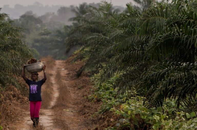 Investigation confirms more abuses on Cameroon, Sierra Leone Socfin plantations