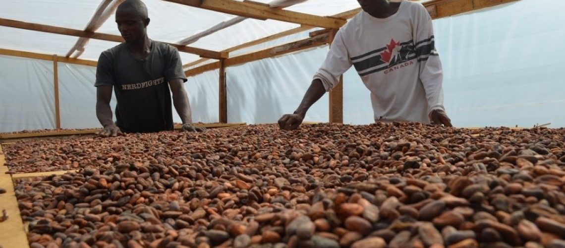 Cocoa Processing
