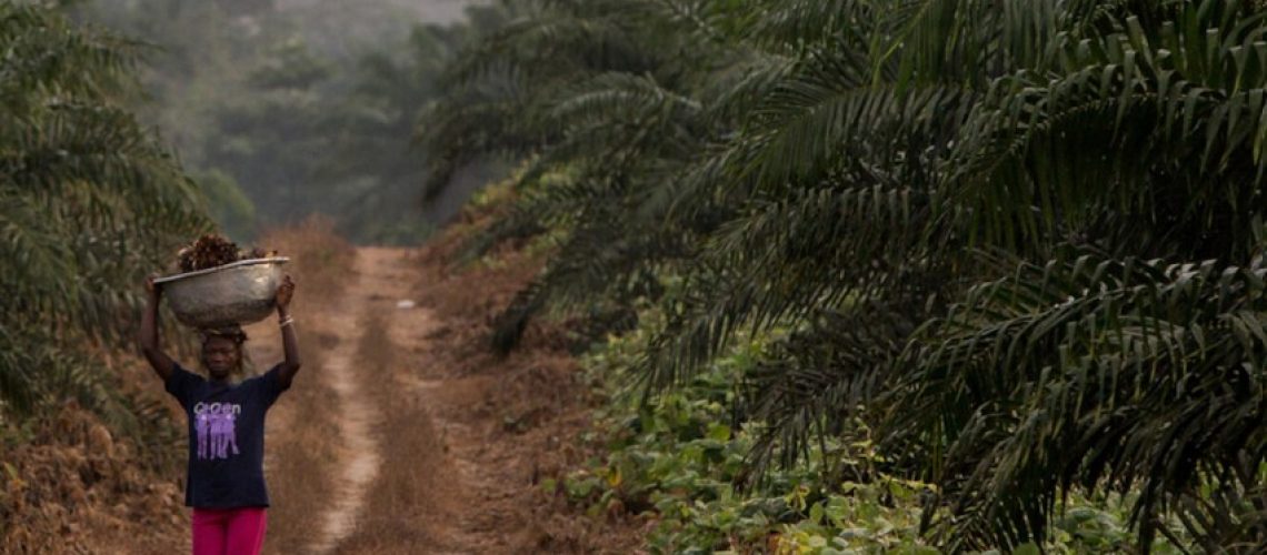 Investigation confirms more abuses on Cameroon, Sierra Leone Socfin plantations