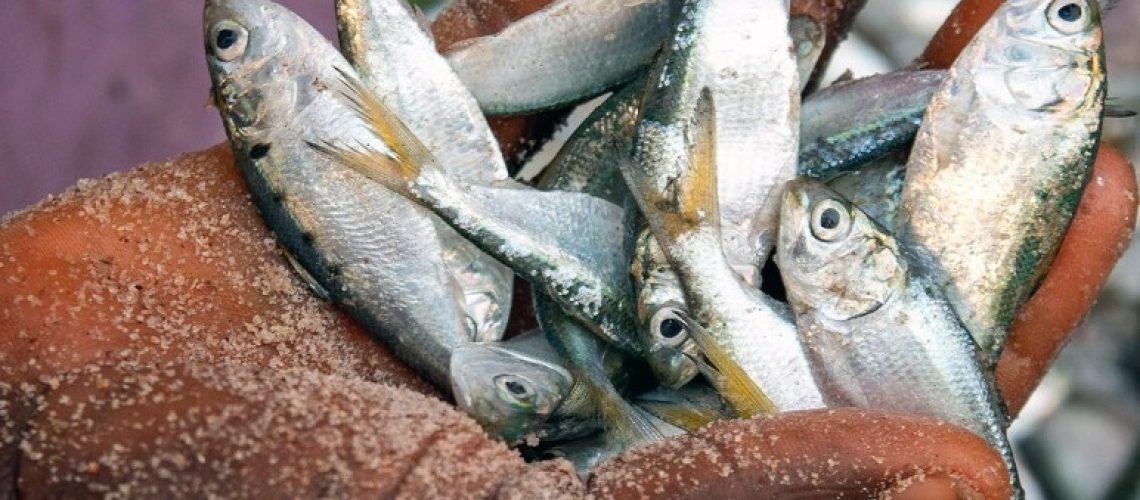 fish vvv