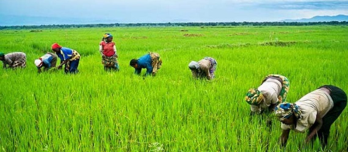 rice farming